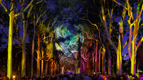 Boorna Waanginy: The Trees Speak Light Projections EverNow