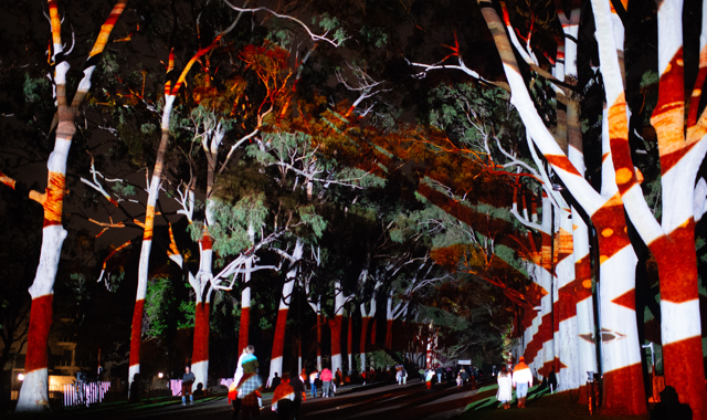 Image of Kings Park trees with the white and red light projections of Boorna Waangingy: The Trees Speak